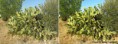 /album/poze-editate/cactus-before-after-jpg/